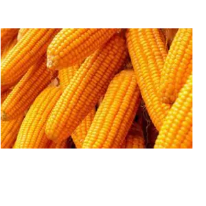 yellow corn, raw maize ,white maize, maize seeds