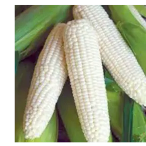 yellow corn, raw maize ,white maize, maize seeds