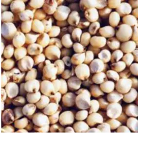 Jowar
