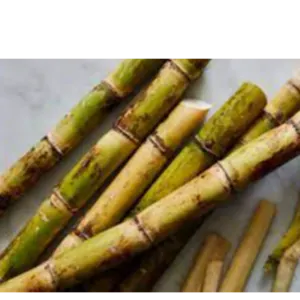 SUGARCANE