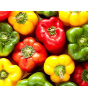 capsicum