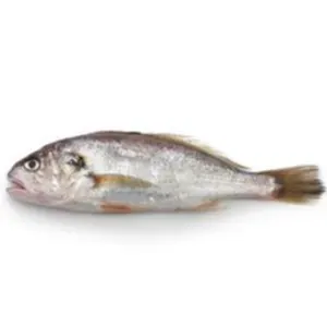 Corvina
