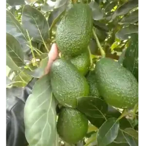 Hass avocado from Colombia - Image 2