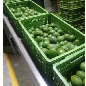 Hass avocado from Colombia - Image 3