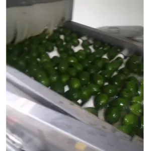 Hass avocado from Colombia - Image 4