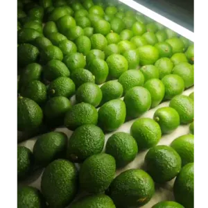 Hass avocado from Colombia - Image 5