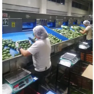 Hass avocado from Colombia - Image 6