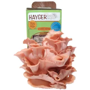 Pink Oyster Mushroom Grow Kit, Beginner Mushroom Grow Kit