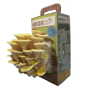 Golden Oyster Mushroom - All in One Gourmet Mushroom Growing - Image 2