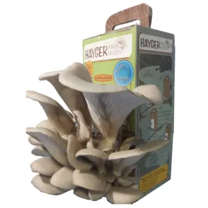 Oyster Mushroom Garden Home Grow Kit GROW YOUR OWN GURUM MUSHROOM in SHORT TIME - Image 2