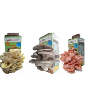 pink yellow pearl oyster mushroom home cultivation set of 3
