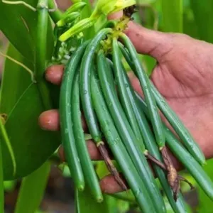 Vanilla Beans Indonesia direct from Farmer - Image 4