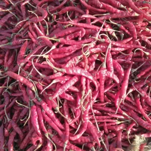 Red Chilli - Image 3