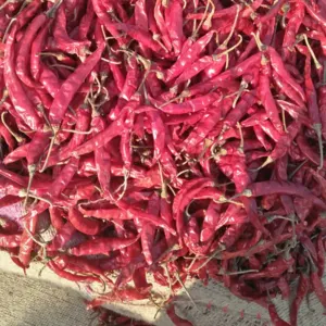 Red Chilli - Image 4