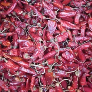 Red Chilli - Image 6