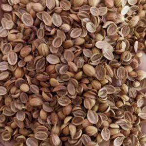 Coriander