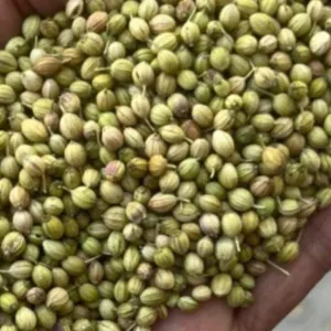 Coriander - Image 2