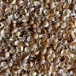 Coriander - Image 4