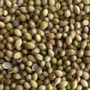 Coriander - Image 5