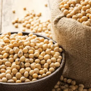 Non GMO Soybeans