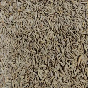 Cumin Seed by KKOLI INTERNATIONAL PRIVATE LIMITED