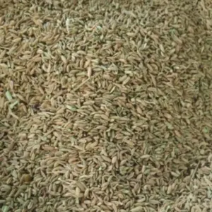 Fennel Seed Powder/whole