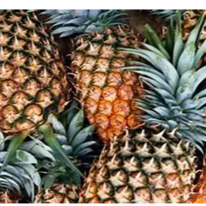 PINE APPLES