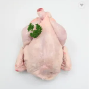 CHICKEN - Image 5