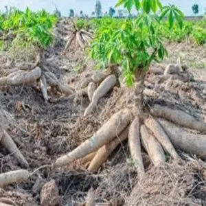 Cassava - Image 2