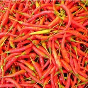 Chilli and capsicum by Semesttrading
