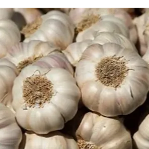 Garlic by Semesttrading
