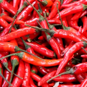 Mixed dried and fresh, grined Byadgi Chilli With Reasonable Price by Thynel GTM AB