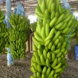 Natural Cavendish Banana Exporting Grade 1 | Vietnam's Banana