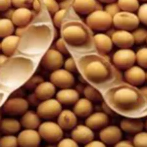 Soybeans ( GMO & Non GMO )