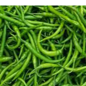 GREEN CHILLI by SREE VISHNI GLOBAL EXIM