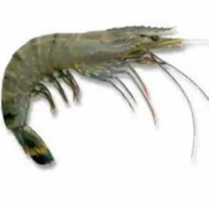 VANNAMEI SHRIMPS/BLACK TIGER PRAWNS