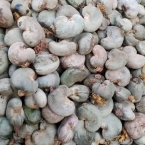 Noix de Cajou/ Cashew Nuts - Image 2