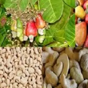 Cashew nust by Ste Hum sarl
