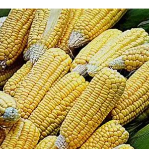 CORN yellow