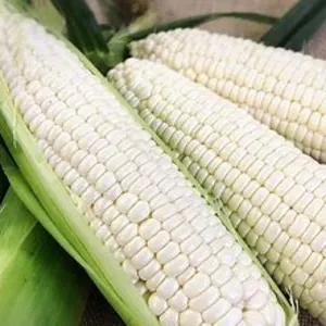 CORN white