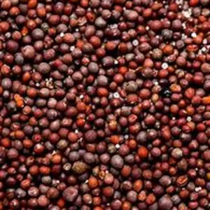SPECIALTY CROPS: canola seed