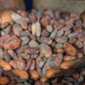 Cocoa Beans by Soxa Multiservice Resource Ltd