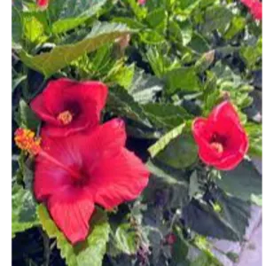 MIDLAND HIBISCUS BLEND