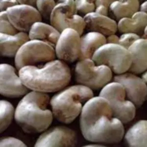 Cashew nut by Triple j