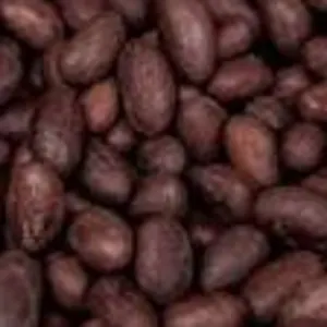 Cocoa seeds
