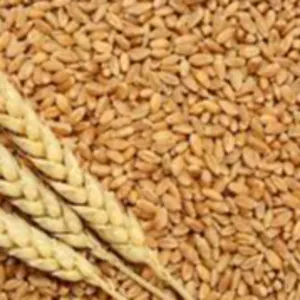 wheat by Harendar import export limited corporation