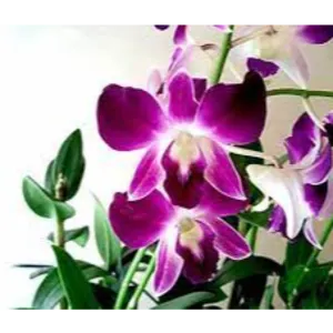 Orchids