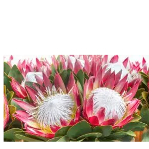 King Protea