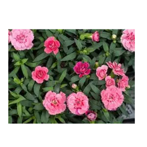 Carnations