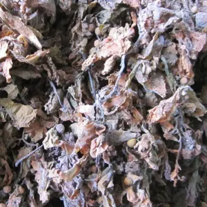 SARGASSUM SEAWEED